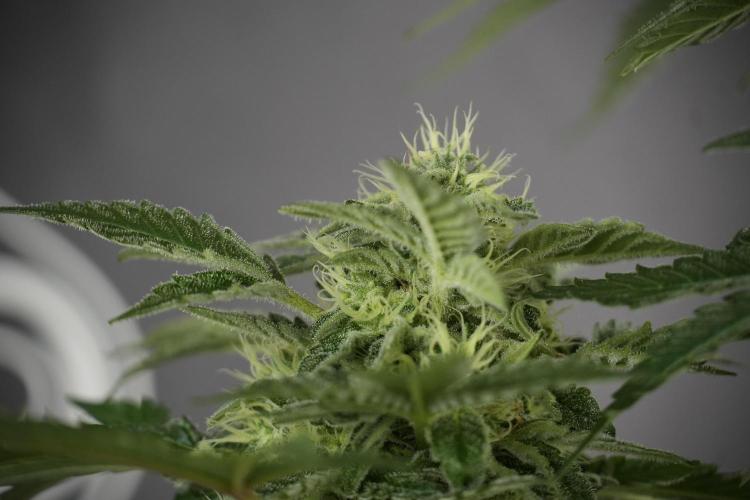 SOUR DIESEL-The Ascension of a Legend. Week 11 - Sour Diesel No Veg