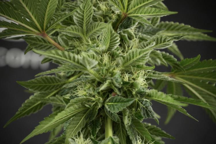 SOUR DIESEL-The Ascension of a Legend. Week 11 - Sour Diesel No Veg
