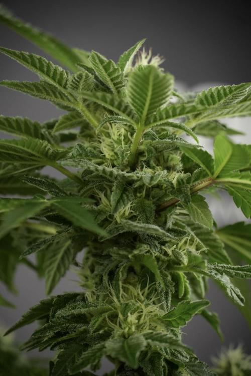 SOUR DIESEL-The Ascension of a Legend. Week 11 - Sour Diesel No Veg