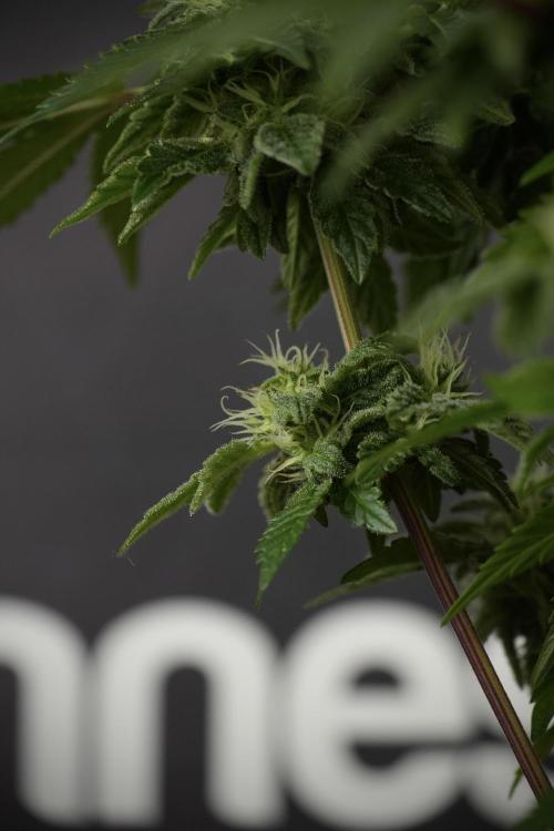 SOUR DIESEL-The Ascension of a Legend. Week 11 - Sour Diesel No Veg