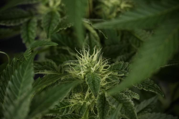 SOUR DIESEL-The Ascension of a Legend. Week 11 - Sour Diesel No Veg