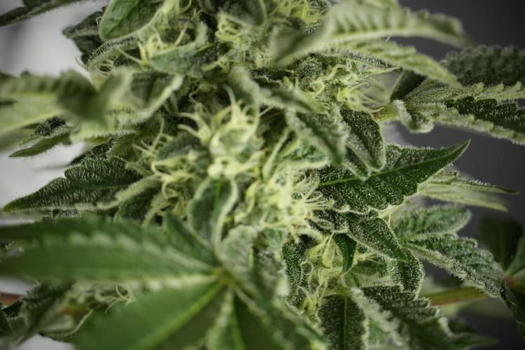 SOUR DIESEL-The Ascension of a Legend. Week 11 - Sour Diesel No Veg
