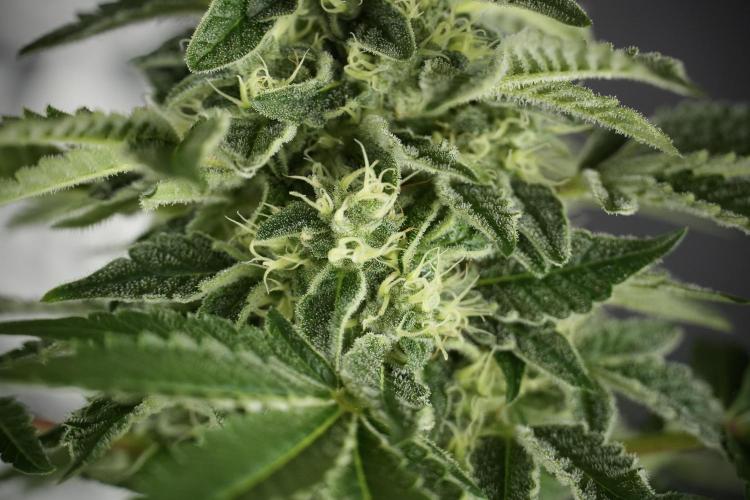 SOUR DIESEL-The Ascension of a Legend. Week 11 - Sour Diesel No Veg