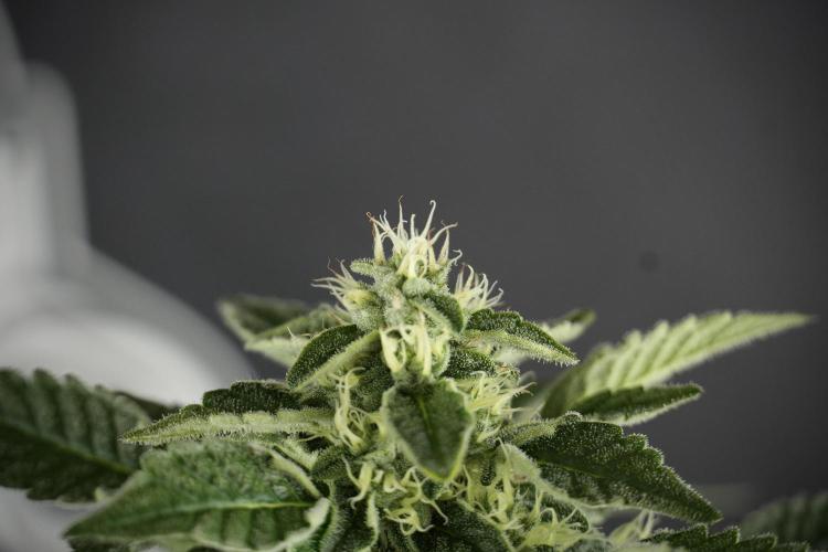 SOUR DIESEL-The Ascension of a Legend. Week 11 - Sour Diesel No Veg