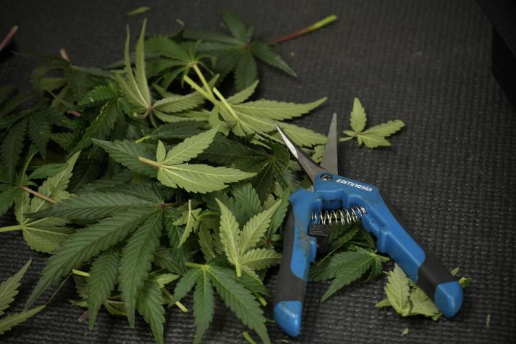 SOUR DIESEL-The Ascension of a Legend. Week 11 - Sour Diesel Defoliation Done 