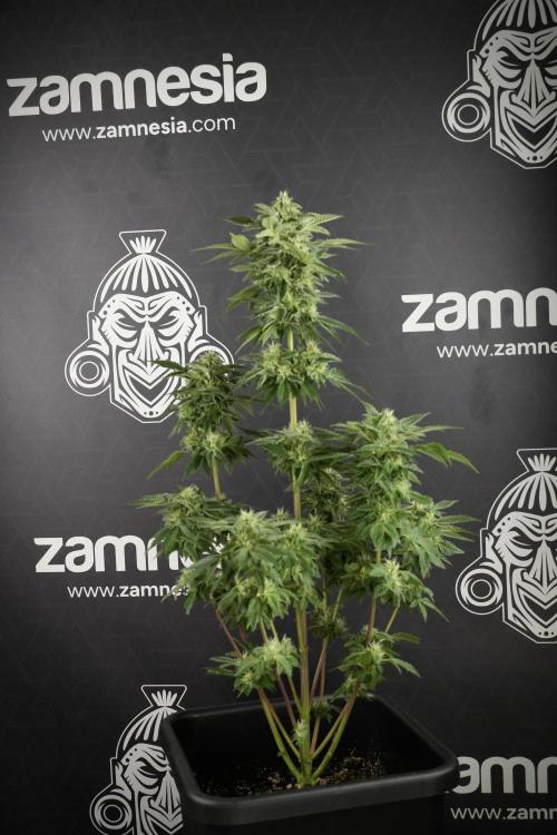 SOUR DIESEL-The Ascension of a Legend. Week 11 - Sour Diesel Defoliation Done 