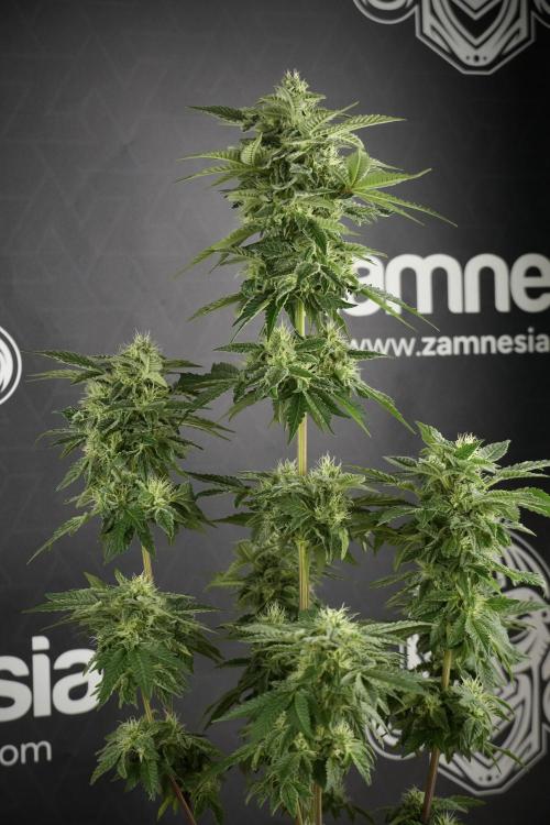 SOUR DIESEL-The Ascension of a Legend. Week 11 - Sour Diesel Defoliation Done 