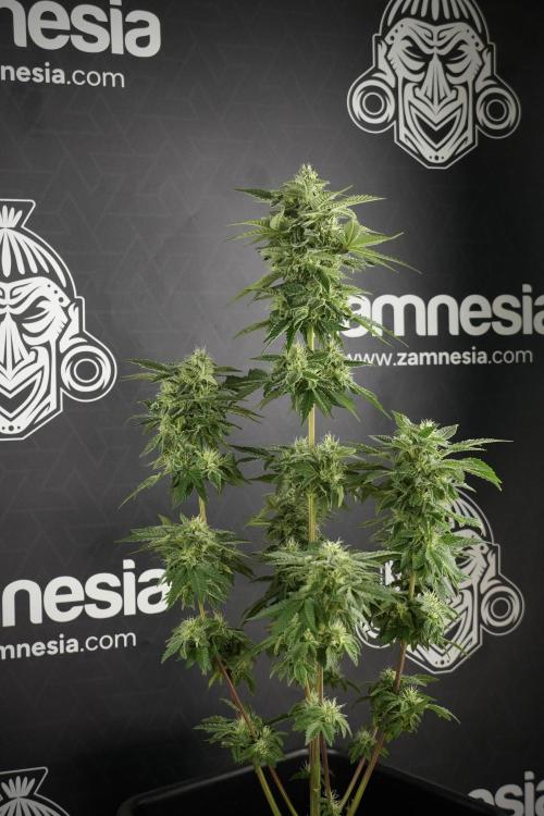 SOUR DIESEL-The Ascension of a Legend. Week 11 - Sour Diesel Defoliation Done 