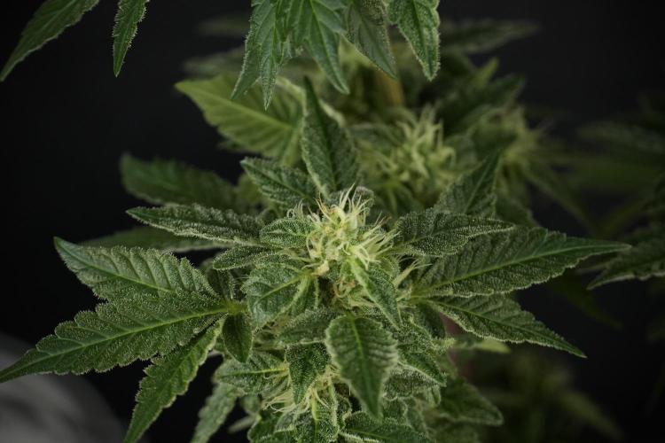 SOUR DIESEL-The Ascension of a Legend. Week 11 - Sour Diesel Defoliation Done 