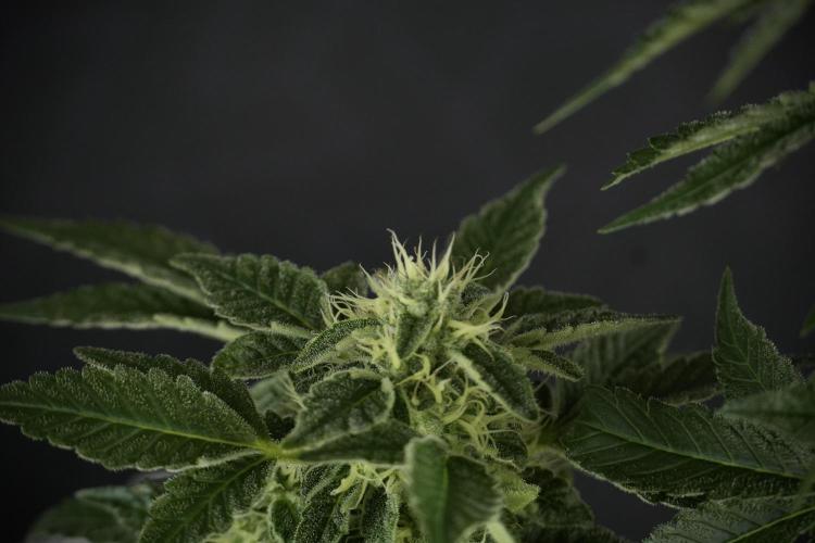 SOUR DIESEL-The Ascension of a Legend. Week 11 - Sour Diesel Defoliation Done 