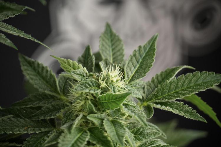 SOUR DIESEL-The Ascension of a Legend. Week 11 - Sour Diesel Defoliation Done 