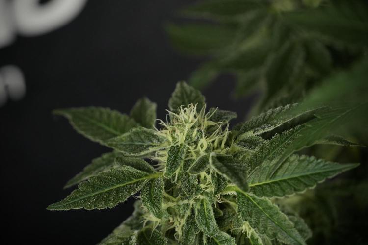 SOUR DIESEL-The Ascension of a Legend. Week 11 - Sour Diesel Defoliation Done 