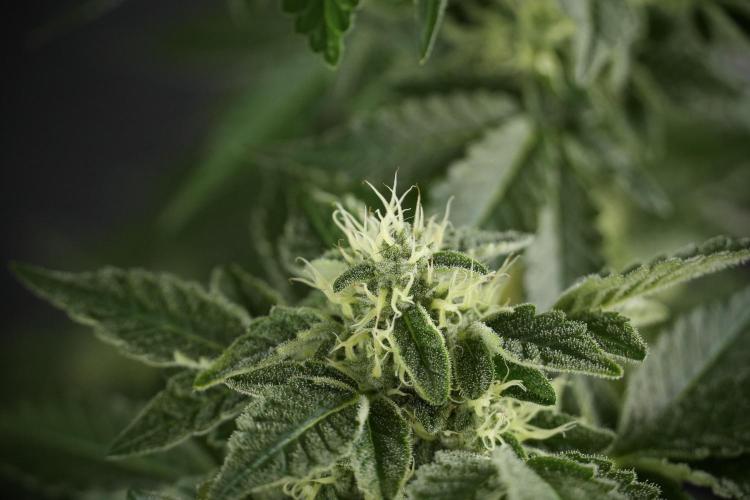 SOUR DIESEL-The Ascension of a Legend. Week 11 - Sour Diesel Defoliation Done 