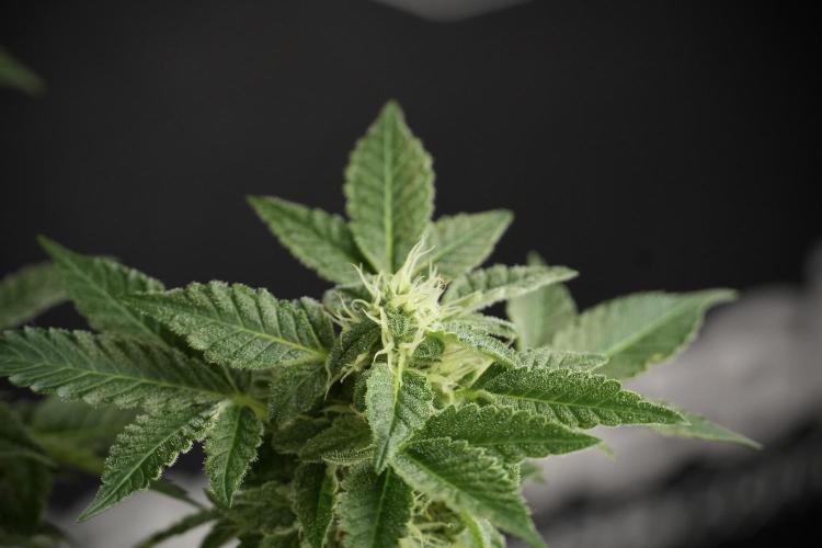 SOUR DIESEL-The Ascension of a Legend. Week 11 - Sour Diesel Defoliation Done 