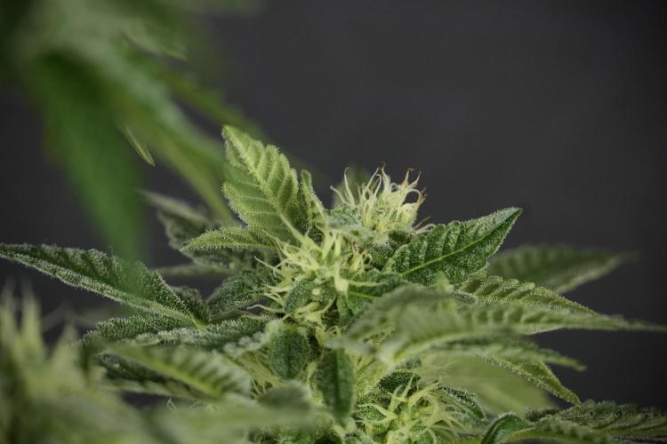 SOUR DIESEL-The Ascension of a Legend. Week 11 - Sour Diesel Defoliation Done 