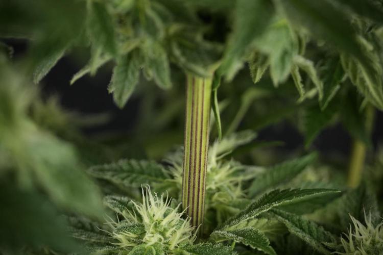 SOUR DIESEL-The Ascension of a Legend. Week 11 - Sour Diesel Defoliation Done 