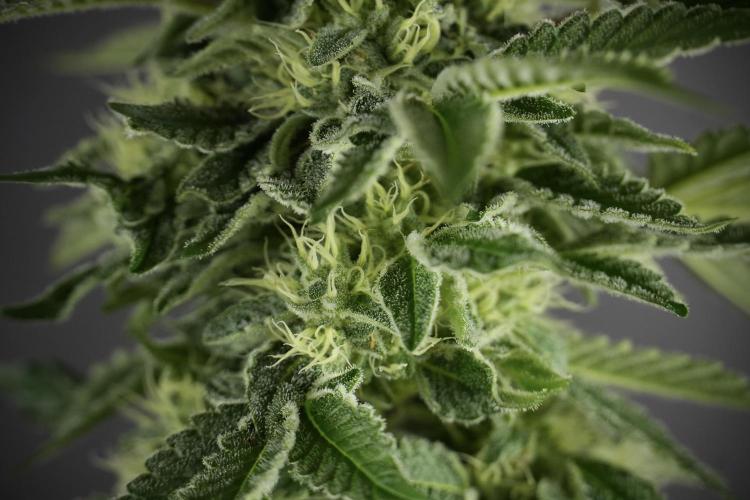 SOUR DIESEL-The Ascension of a Legend. Week 11 - Sour Diesel Defoliation Done 
