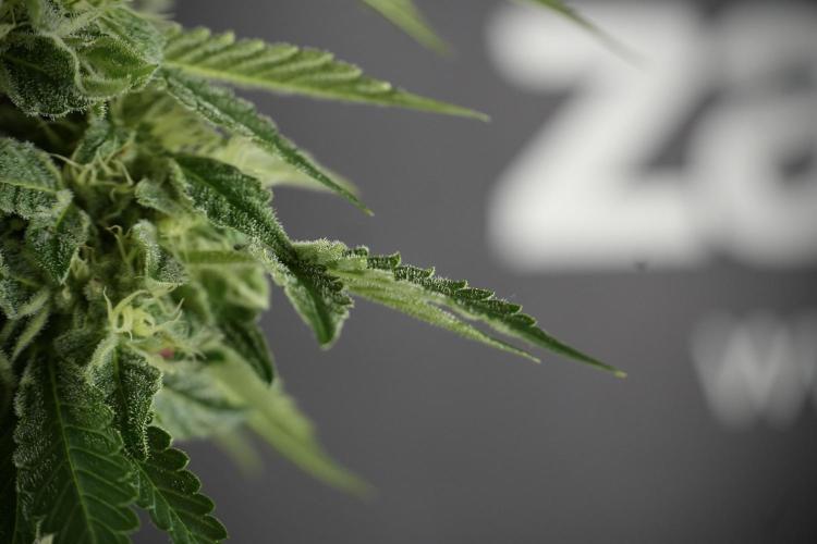 SOUR DIESEL-The Ascension of a Legend. Week 11 - Sour Diesel Defoliation Done 