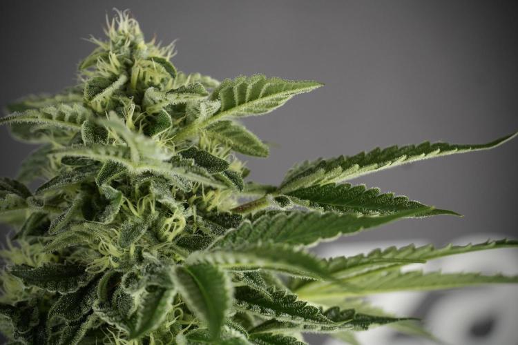 SOUR DIESEL-The Ascension of a Legend. Week 11 - Sour Diesel Defoliation Done 