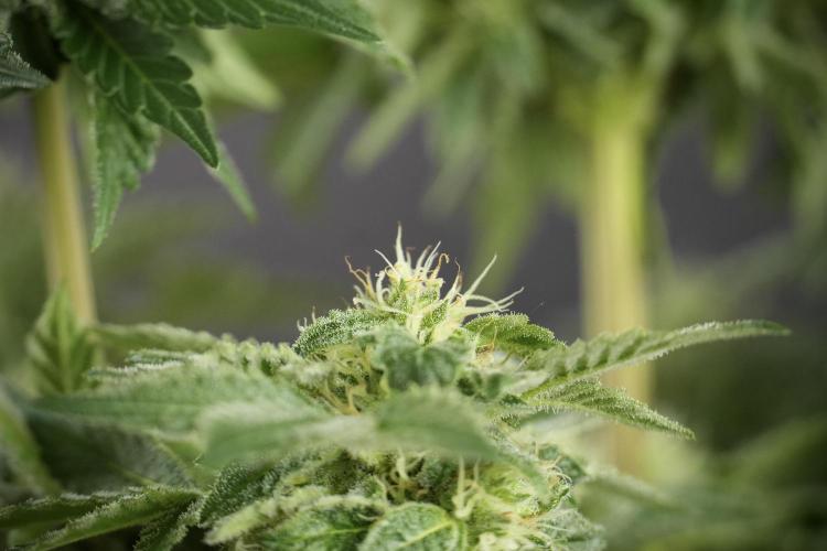 SOUR DIESEL-The Ascension of a Legend. Week 11 - Sour Diesel Defoliation Done 