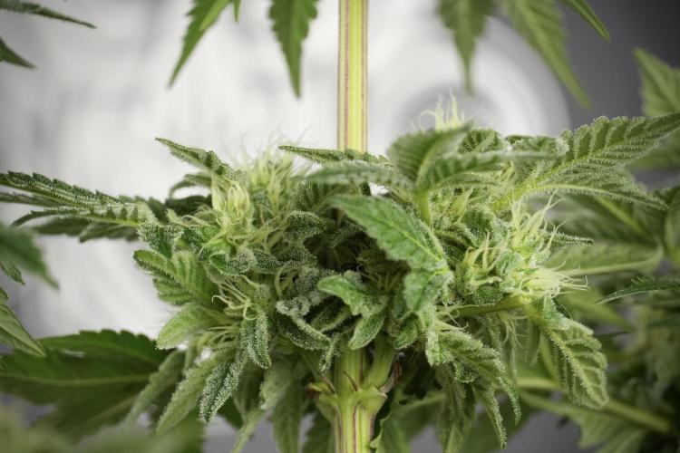 SOUR DIESEL-The Ascension of a Legend. Week 11 - Sour Diesel Defoliation Done 