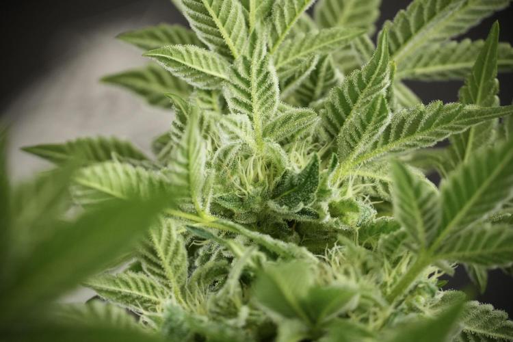 SOUR DIESEL-The Ascension of a Legend. Week 11 - Sour Diesel Defoliation Done 