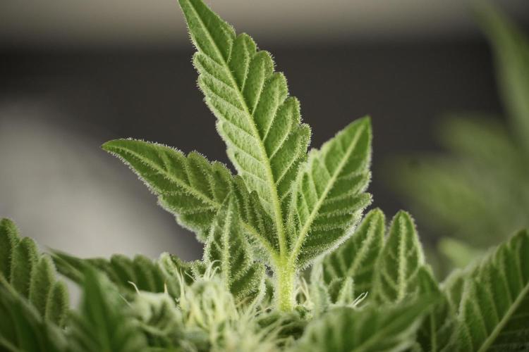 SOUR DIESEL-The Ascension of a Legend. Week 11 - Sour Diesel Defoliation Done 