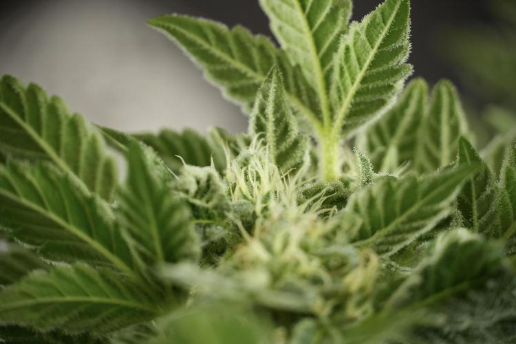 SOUR DIESEL-The Ascension of a Legend. Week 11 - Sour Diesel Defoliation Done 