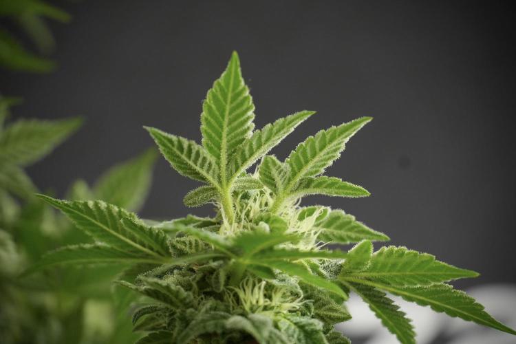 SOUR DIESEL-The Ascension of a Legend. Week 11 - Sour Diesel Defoliation Done 