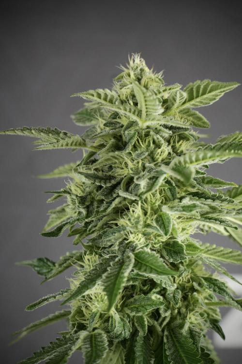 SOUR DIESEL-The Ascension of a Legend. Week 11 - Sour Diesel Defoliation Done 