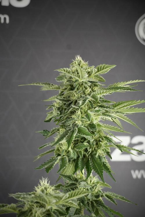 SOUR DIESEL-The Ascension of a Legend. Week 11 - Sour Diesel Defoliation Done 