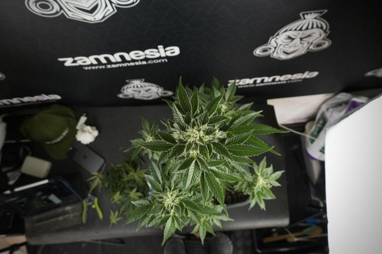 SOUR DIESEL-The Ascension of a Legend. Week 11 - Sour Diesel Defoliation Done 
