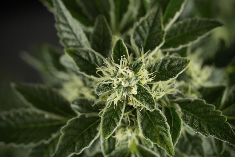 SOUR DIESEL-The Ascension of a Legend. Week 11 - Sour Diesel Defoliation Done 