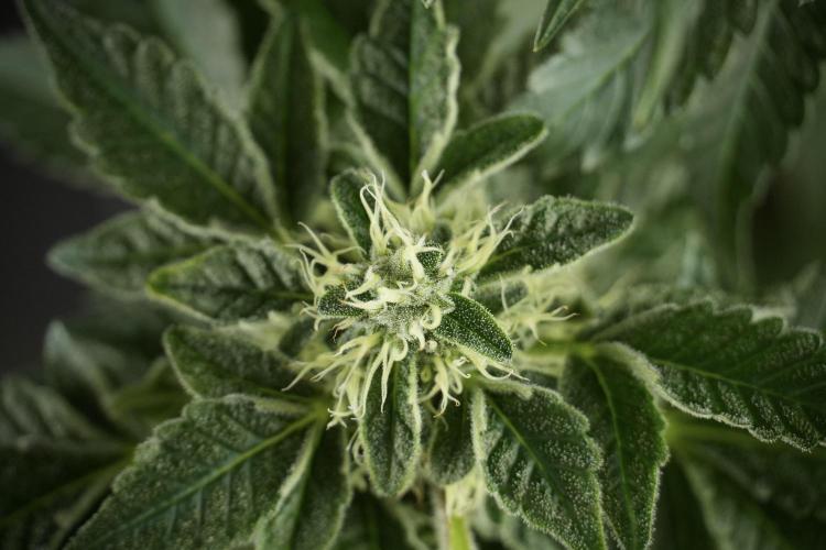 SOUR DIESEL-The Ascension of a Legend. Week 11 - Sour Diesel Defoliation Done 