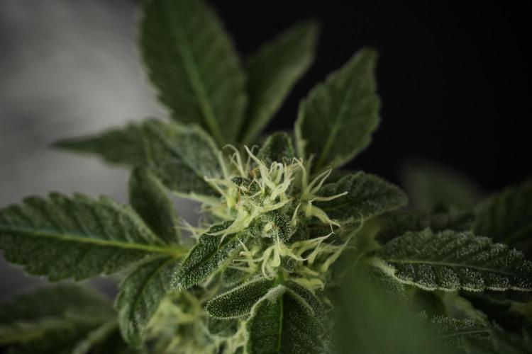 SOUR DIESEL-The Ascension of a Legend. Week 11 - Sour Diesel Defoliation Done 