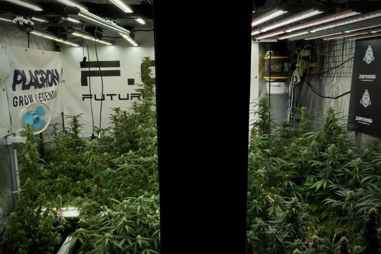 SOUR DIESEL-The Ascension of a Legend. Week 11 - Room and Vibes 