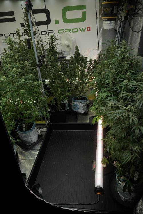 SOUR DIESEL-The Ascension of a Legend. Week 11 - Room and Vibes 
