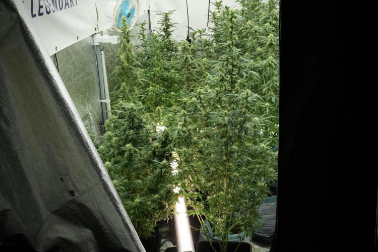 SOUR DIESEL-The Ascension of a Legend. Week 11 - Room and Vibes 
