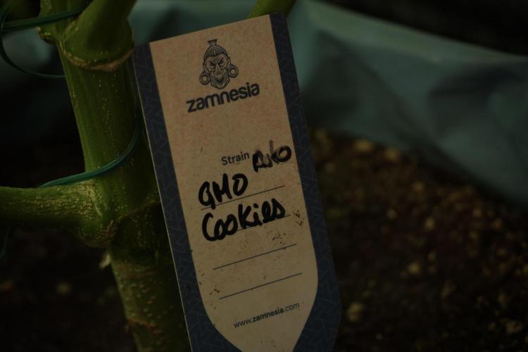 GMO Cookies Served with extra curiosity. Week 10 - 
GMO Cookies 12-12 from seed 