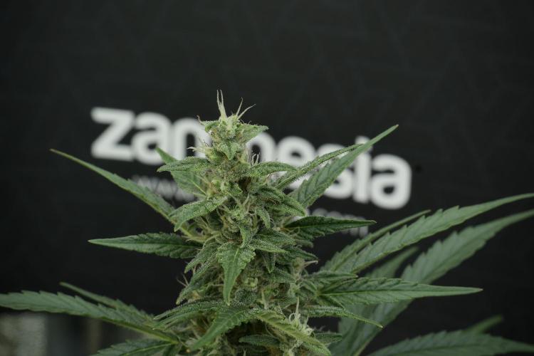 GMO Cookies Served with extra curiosity. Week 10 - 
GMO Cookies 12-12 from seed 