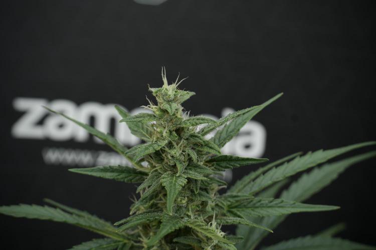 GMO Cookies Served with extra curiosity. Week 10 - 
GMO Cookies 12-12 from seed 