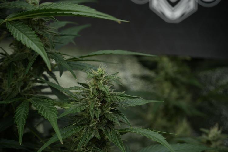 GMO Cookies Served with extra curiosity. Week 10 - 
GMO Cookies 12-12 from seed 