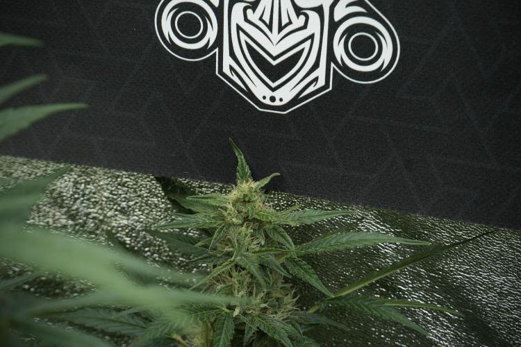GMO Cookies Served with extra curiosity. Week 10 - 
GMO Cookies 12-12 from seed 