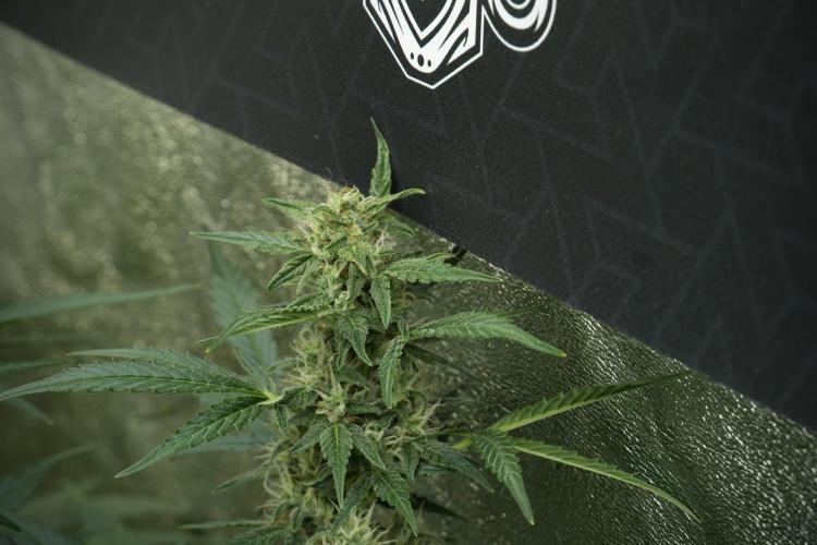 GMO Cookies Served with extra curiosity. Week 10 - 
GMO Cookies 12-12 from seed 