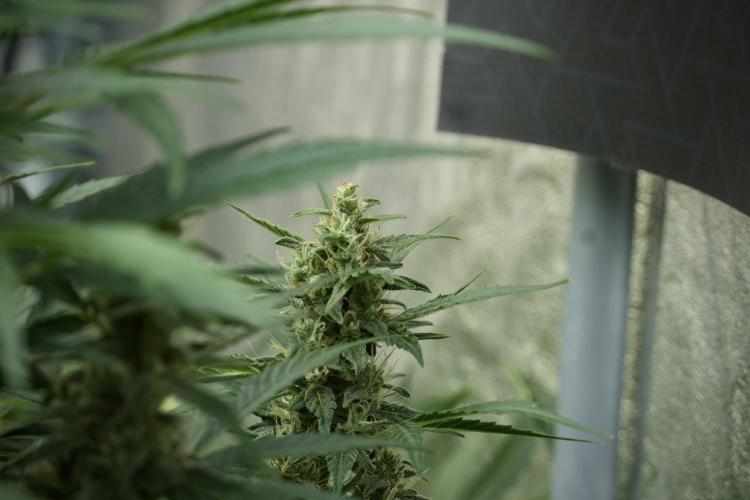 GMO Cookies Served with extra curiosity. Week 10 - 
GMO Cookies 12-12 from seed 