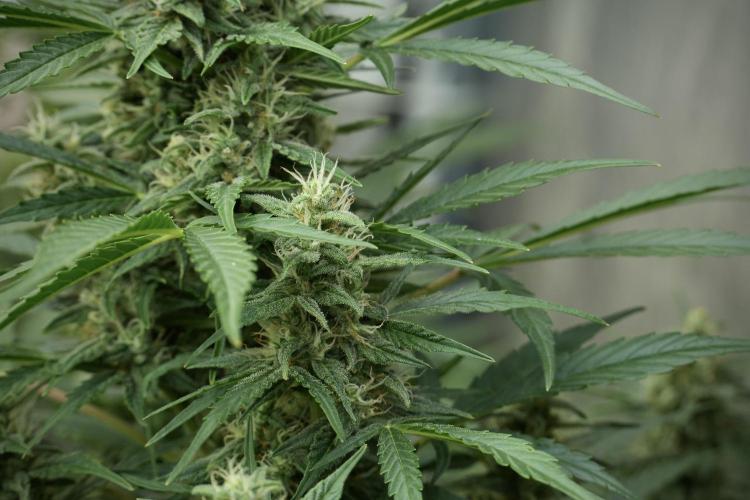GMO Cookies Served with extra curiosity. Week 10 - 
GMO Cookies 12-12 from seed 