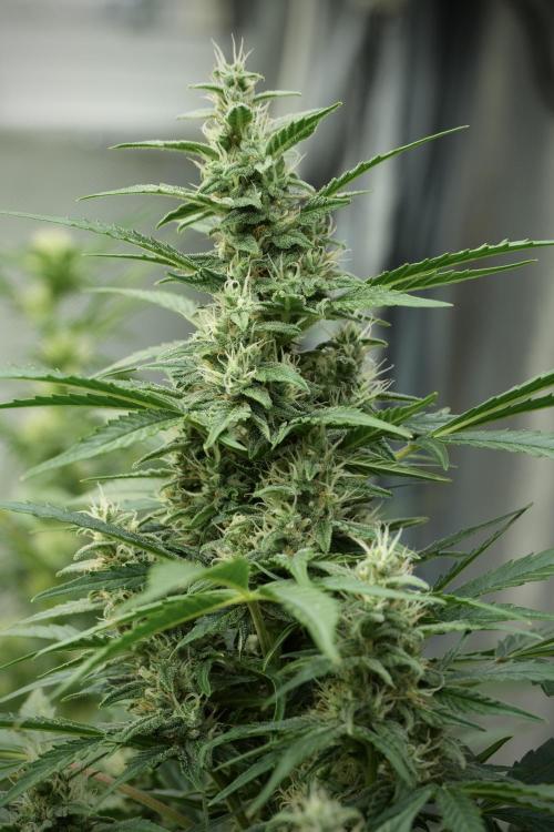 GMO Cookies Served with extra curiosity. Week 10 - 
GMO Cookies 12-12 from seed 