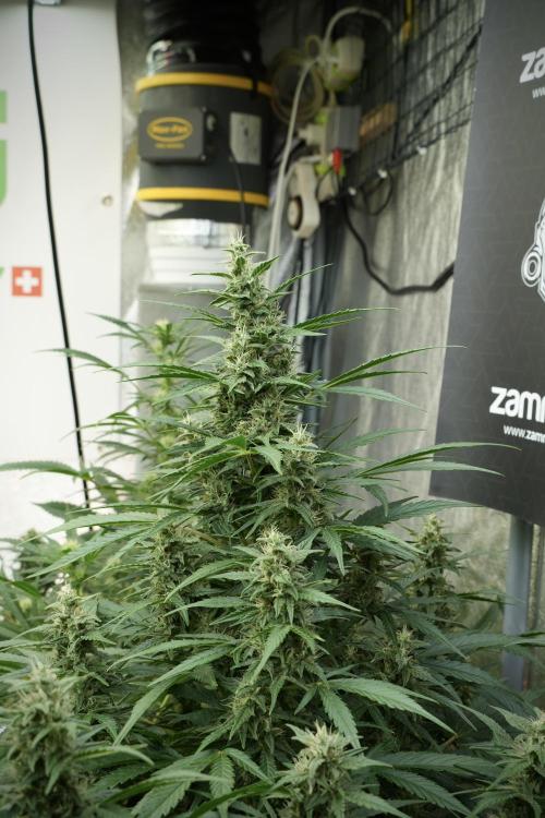 GMO Cookies Served with extra curiosity. Week 10 - 
GMO Cookies 12-12 from seed 