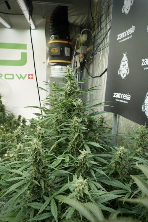 GMO Cookies Served with extra curiosity. Week 10 - 
GMO Cookies 12-12 from seed 