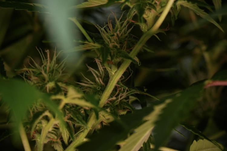 GMO Cookies Served with extra curiosity. Week 10 - 
GMO Cookies 12-12 from seed 